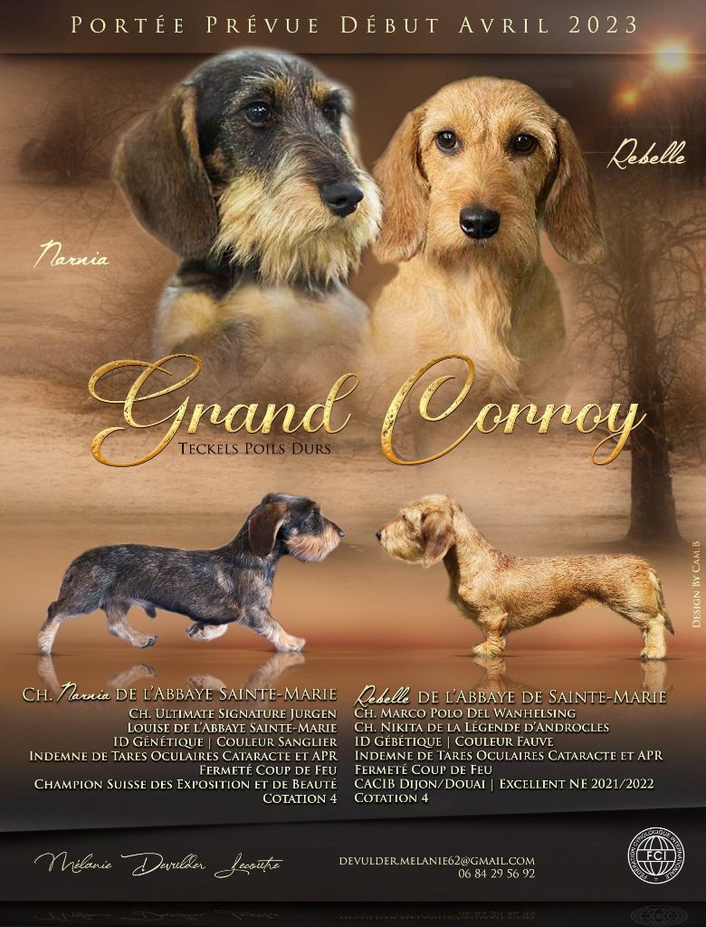 du Grand Corroy - Teckel poil dur - Portée née le 11/04/2023